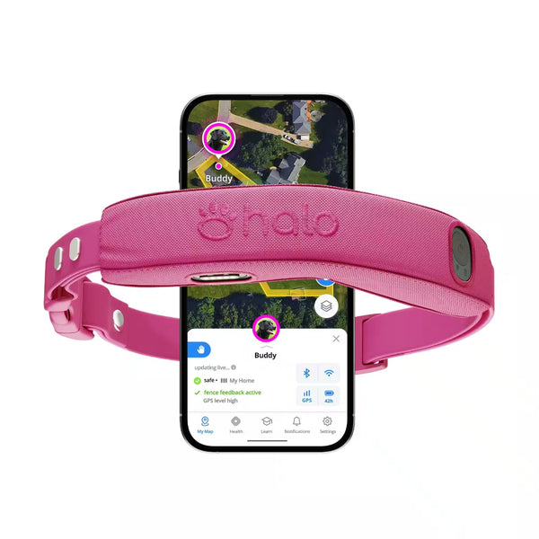 Halo Collar 5