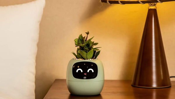 PlantsIO Ivy Gen 2