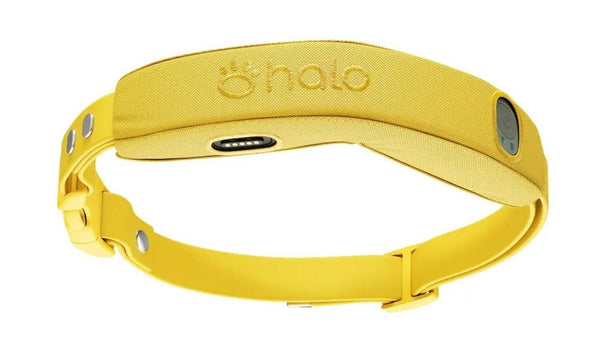 Halo Collar 5